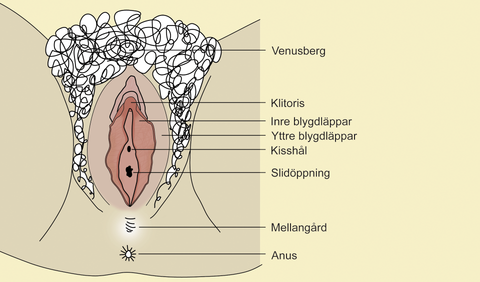 Hur en fitta ser ut utanpå