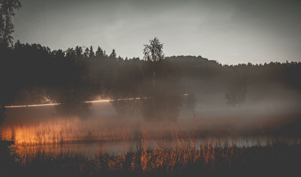 Skog i dis