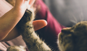 Hand mot en katt-tass